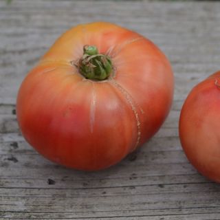 Compra TOMATE CHEROKEE PURPLE AB (50 Semillas). en la tienda online Fito Agrícola