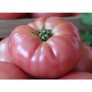 Compra TOMATE ROSA ECOLÓGICO ME11 en la tienda online Fito Agrícola