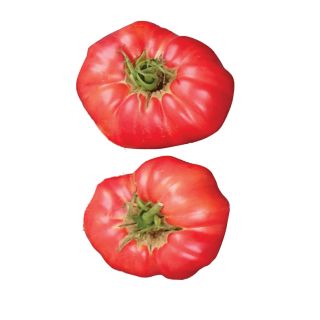 Compra TOMATE ROSA (50 Semillas) en la tienda online Fito Agrícola