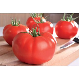 Compra TOMATE SUPERSTEAK F1 (250 Semillas) en la tienda online Fito Agrícola