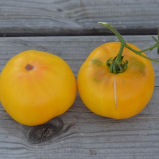 Compra TOMATE TC JONES AB (30 Semillas). en la tienda online Fito Agrícola