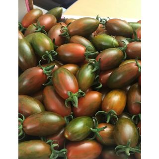 Compra TOMATE UG 3171 F1 (1000 Semillas). en la tienda online Fito Agrícola
