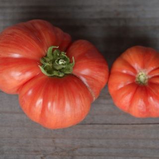 Compra TOMATE VINTAGE WINE AB (50 Semillas). en la tienda online Fito Agrícola