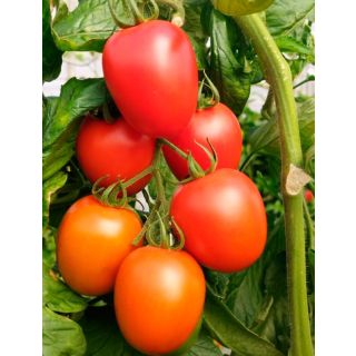 Compra TOMATE ALCARAZ F-1 (1000 Semillas). en la tienda online Fito Agrícola