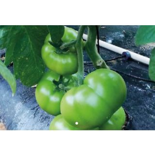 Compra TOMATE ALMIRANTE F1 (1000 Semillas). en la tienda online Fito Agrícola