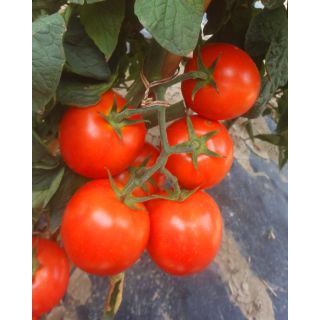 Compra TOMATE ALTEDO F1 OR® (1.000 Semillas). en la tienda online Fito Agrícola