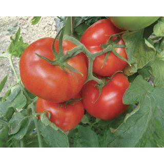 Compra TOMATE AMBRA F1 Pildorado (5.000 Semillas). en la tienda online Fito Agrícola