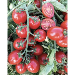 Compra TOMATE AZTECO F1 Pildorado (5.000 Semillas). en la tienda online Fito Agrícola