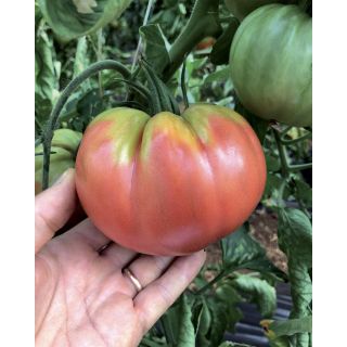 Compra TOMATE BEEFSTEAK Hoja de Patata (1.000 Semillas). en la tienda online Fito Agrícola