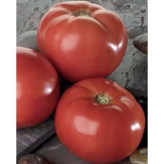 Compra TOMATE BELLAROSA F1 Pildorado (5.000 Semillas). en la tienda online Fito Agrícola