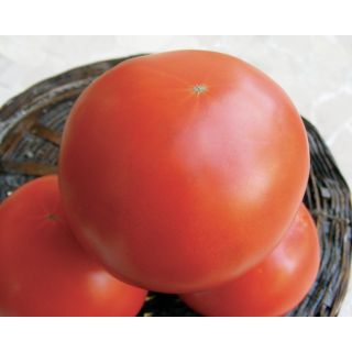 Compra TOMATE BEROSSO F1 Pildorado (5.000 Semillas). en la tienda online Fito Agrícola