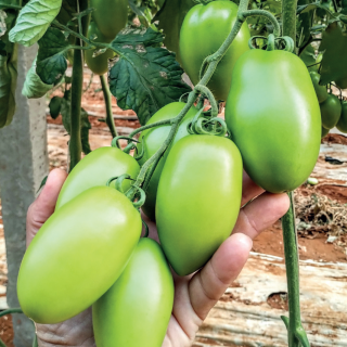 Compra TOMATE BUILDER F1 (1000 Semillas). en la tienda online Fito Agrícola