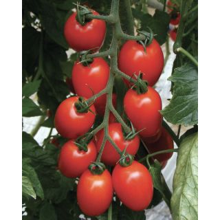 Compra TOMATE CADILLY F1 Pildorado (1.000 Semillas). en la tienda online Fito Agrícola