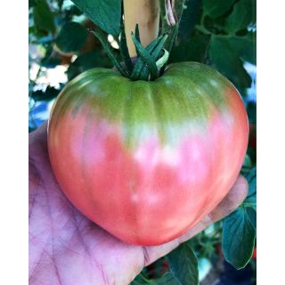 Compra TOMATE CIMABUE F1 (1.000 Semillas). en la tienda online Fito Agrícola