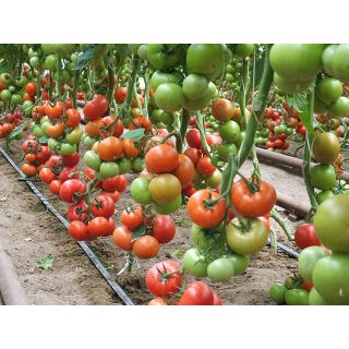 Compra TOMATE CINDEL F1 ECOLÓGICO (1.000 Semillas) en la tienda online Fito Agrícola
