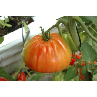 Compra TOMATE CORAZÓN DE BUEY DS-761 F1 (1.000 Semillas) en la tienda online Fito Agrícola