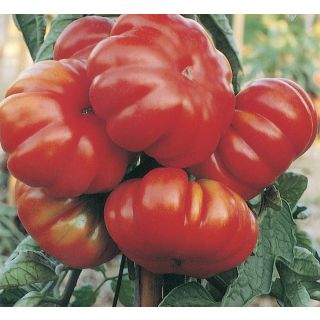 Compra TOMATE COSTOLUTO FIORENTINO Sel. Novoli (1.000 Semillas). en la tienda online Fito Agrícola