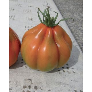 Compra TOMATE CUORE DEL PONENTE Pildorado (25.000 Semillas). en la tienda online Fito Agrícola