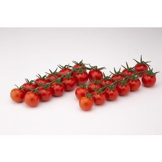 Compra TOMATE CURIOSO F1 (1000 Semillas). en la tienda online Fito Agrícola
