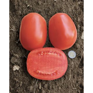 Compra TOMATE DAWIL F1 (1.000 Semillas). en la tienda online Fito Agrícola