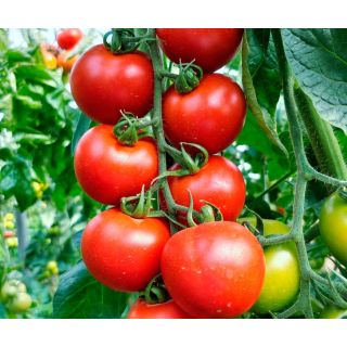 Compra TOMATE DOÑA JIMENA F-1 (1000 Semillas). en la tienda online Fito Agrícola
