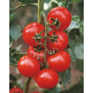 Compra TOMATE ELISIR F1 Pildorado (5.000 Semillas). en la tienda online Fito Agrícola