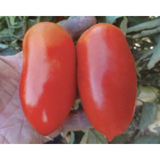 Compra TOMATE ENZO F1 (1.000 Semillas). en la tienda online Fito Agrícola