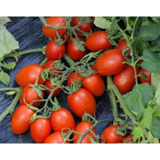 Compra TOMATE FENOMENA F1 (1000 Semillas) en la tienda online Fito Agrícola