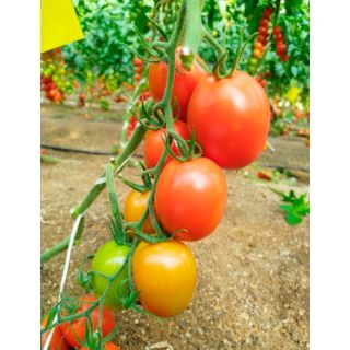 Compra TOMATE FERRERO F1 (1000 Semillas). en la tienda online Fito Agrícola