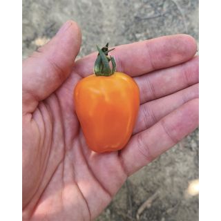Compra TOMATE FTI 035 F1 (500 Semillas). en la tienda online Fito Agrícola