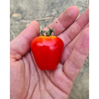 Compra TOMATE FTI 036 F1 (500 Semillas). en la tienda online Fito Agrícola