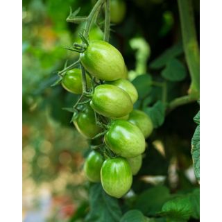 Compra TOMATE GJEKO F1 Pildorado (1.000 Semillas). en la tienda online Fito Agrícola
