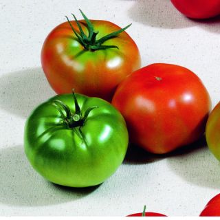 Compra TOMATE GORDAL F-1 (1.000 Semillas) en la tienda online Fito Agrícola