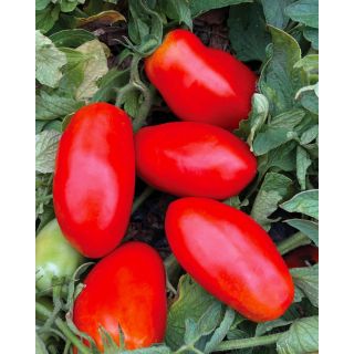 Compra TOMATE GRANDE F1 (1.000 Semillas). en la tienda online Fito Agrícola