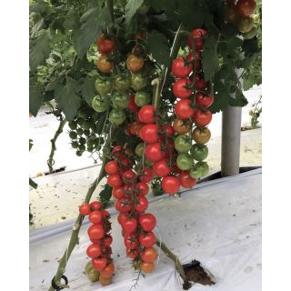 Compra TOMATE KERASINO F1 Pildorado (5.000 Semillas) en la tienda online Fito Agrícola