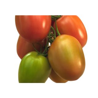 Compra TOMATE LAUREADE F1 (1000 Semillas). en la tienda online Fito Agrícola