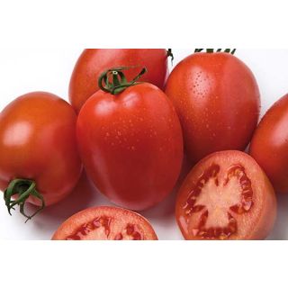 Compra TOMATE MAGNETO F-1 (1.000 Semillas) en la tienda online Fito Agrícola