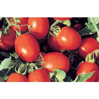 Compra TOMATE MALPICA F1 Pildorada (5000 Semillas) en la tienda online Fito Agrícola