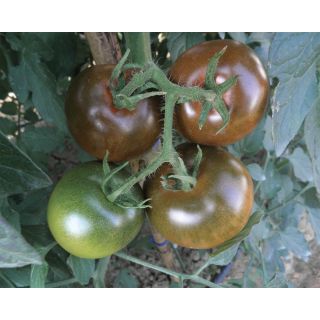 Compra TOMATE NERONDO F1 (1.000 Semillas). en la tienda online Fito Agrícola