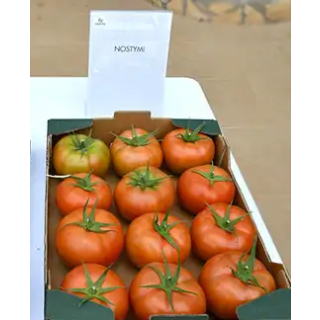 Compra TOMATE NOSTYMI F1 (1000 Semillas). en la tienda online Fito Agrícola
