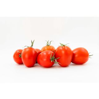 Compra TOMATE OPLOT F-1 (1.000 Semillas) en la tienda online Fito Agrícola