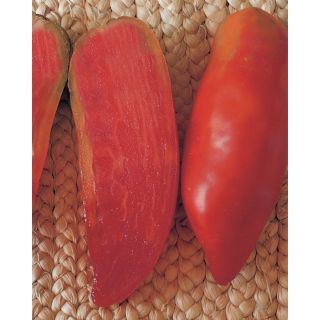 Compra TOMATE CORNO OR® Pildorado (5.000 Semillas). en la tienda online Fito Agrícola