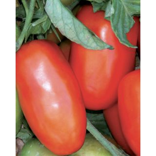 Compra TOMATE MISS BETTY F1 OR (1.000 Semillas). en la tienda online Fito Agrícola