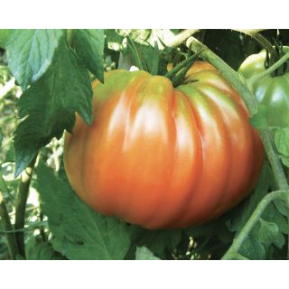 Compra TOMATE PERESISTO F1 Pildorado (5.000 Semillas). en la tienda online Fito Agrícola