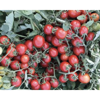 Compra TOMATE PRIMITIVO F1 Pildorado (5.000 Semillas). en la tienda online Fito Agrícola