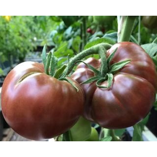 Compra TOMATE PRINCE NOIR F1 (500 Semillas). en la tienda online Fito Agrícola