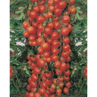 Compra TOMATE RED BUNCH F1 Pildorado (5.000 Semillas). en la tienda online Fito Agrícola