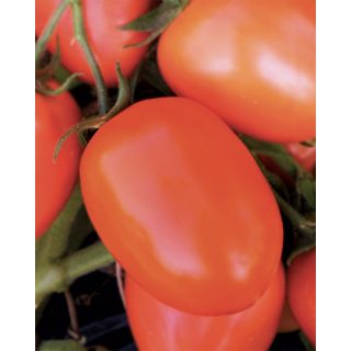 Compra TOMATE RIO FOUR Pildorado (25.000 Semillas). en la tienda online Fito Agrícola