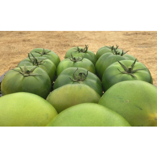 Compra TOMATE ROCASOL RZ F1 (1.000 Semillas). en la tienda online Fito Agrícola