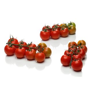 Compra TOMATE ROMANCERO F1 (500 Semillas) en la tienda online Fito Agrícola